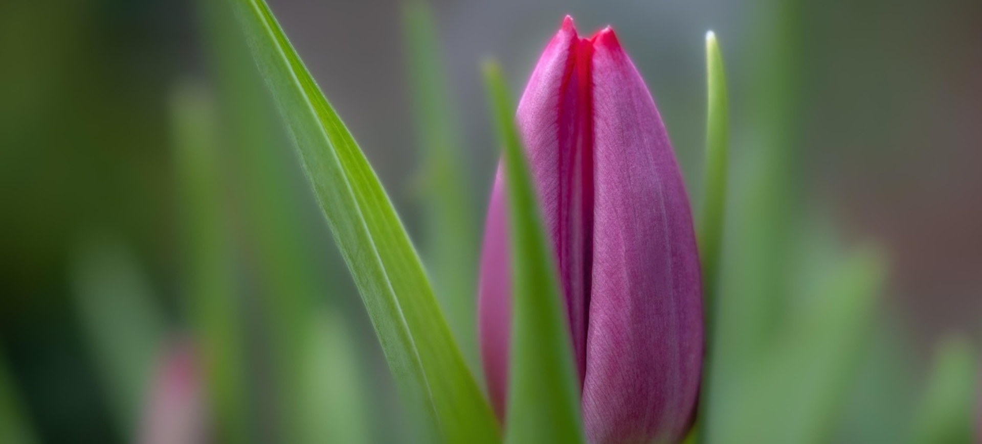 A beautiful magenta tulip in the Keukenhof Gardens