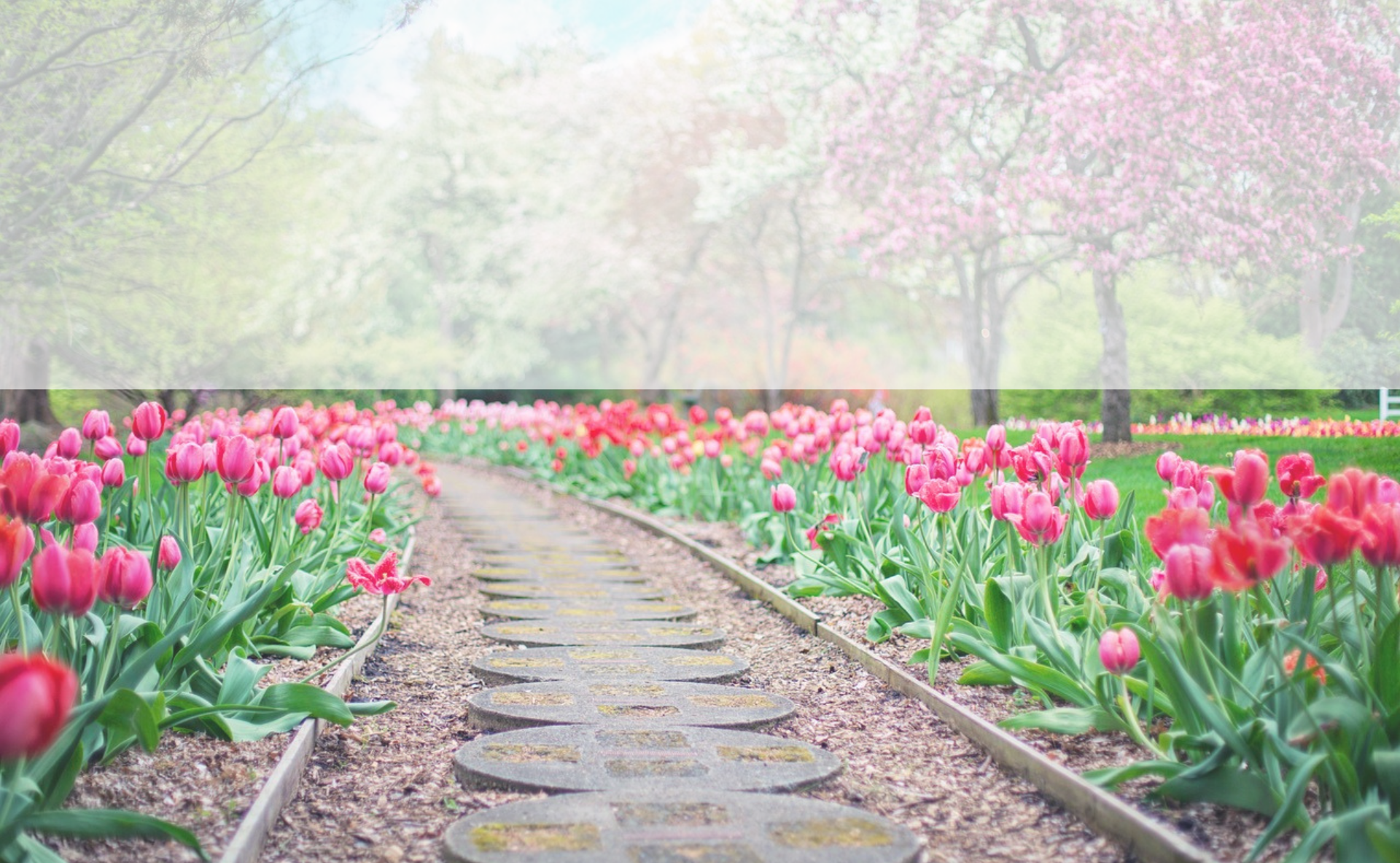 keukenhoftour-hero-image-02